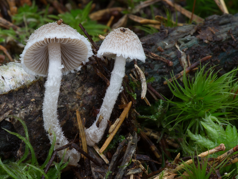 Psathyrella fibrillosa